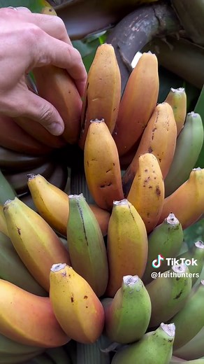 Unique Red Banana Harvest: An Exotic Twist on a Classic Fruit