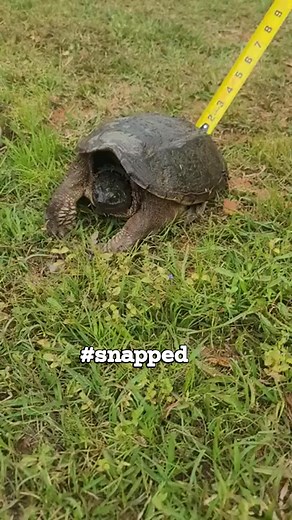 Pestering the pond trash... No snapping turtles were harmed in this video. Afterwards? Maybe...😆 #colleycottagetradingco #Texarkana #MillerCounty #arkansasoutdoors #snappingturtle | Leah Colley