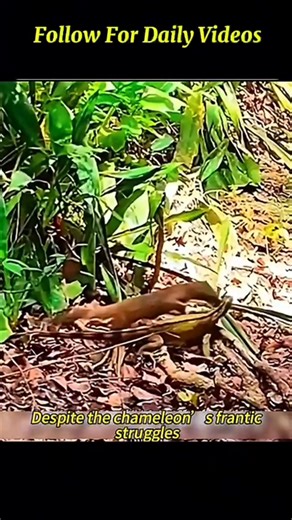 The Strength Of Mongoose Is Absolutely Terrifying. | Wild Animal Facts