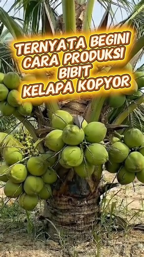 Ternyata begini cara produksi bibit kelapa kopyor #bibitbuah