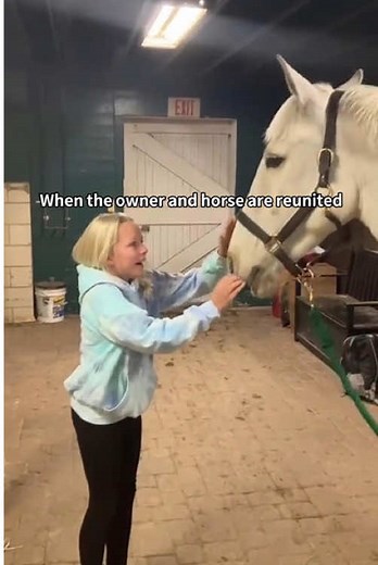 Heartwarming Horse and Owner Reunion Moments