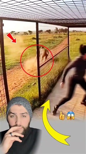 😱 أسد يهاجم امرأة بلا رحمة… والنهاية غير متوقعة بفضل الدرع الحديدي#viral #shorts #trending