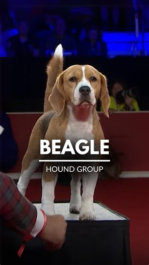 Clever and curious, Beagles are excellent hunting dogs but it's their loyal and friendly personalities that make them wonderful family pets. | American Kennel Club