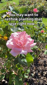 … Just kidding! You can plant roses later in the season. It just takes a little more care. Soak the roots before planting, get them into soil right away, and make sure they stay consistently watered. If you’re working with bare root roses, our favorite way to ensure success is potting them up in 3-gallon containers and planting them into the ground in the fall. It gives the roots a chance to establish without the added stress of summer heat or unpredictable weather. | Jackson & Perkins