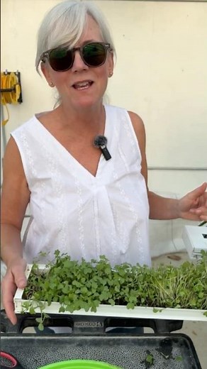 Broccoli Microgreens in 7 Days or LESS!