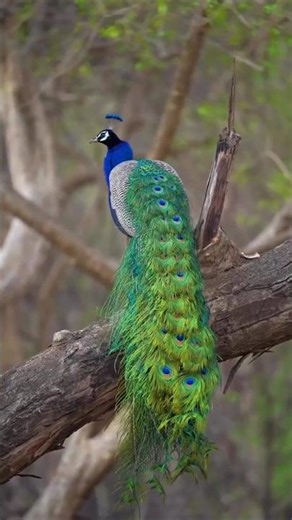 The Majestic Peacock in the Wild 🦚✨ | Pure Nature Beauty