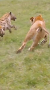 43K views · 189 reactions | Why do Hyenas and Lions often fight? | Nature & Wild | Facebook