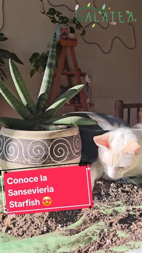 Hábitat Galatea on TikTok