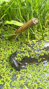 Very amazing river fishing | MR Fishing Life