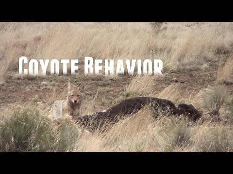 Coyote Behavior