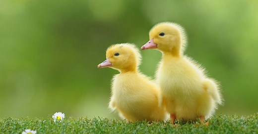 Baby Duck: 5 Incredible Facts & 5 Pictures!