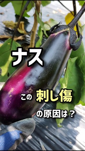 What’s causing these marks on my eggplants?