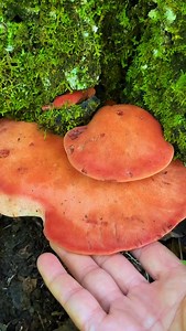 26K views · 2.8K reactions | The beefsteak polypore (Fistulina americana) should really be called “sashimi of the woods,” because it honestly makes SUCH a good dupe for fish! #beefsteakfungus #fistulinaamericana #sushirecipe #mushroomauntie #mushroomedu | chaoticforager | Facebook