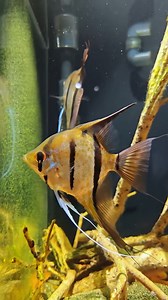 24K views · 426 reactions | Breeding most ornamental strains of angelfish is not considered especially difficult, but even the easiest fish may give you poor results if they have not been kept in good condition or have been exposed to diseases. #aquariumhobby #angelfish #aquarium | Hendrix backyard TV | Facebook