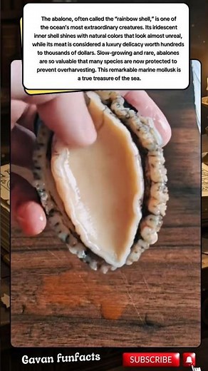 The Rainbow Shell of the Sea: The Unique Abalone