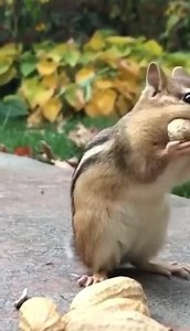 🤍🤎💚 | Animal World