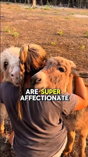 Mini Donkeys: Nature's Fluffy Therapy Animals! 😍 (36" Tall & Full-Grown)