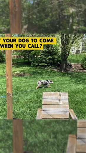 How to Teach Recall (Come Command) with Clicker Training | Dog Training Elite