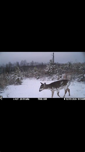 He shedded…🦌 #deer#trailcam #outdoors #snow #browningtrailcameras #wildlife Browning Trail Cameras | Ricky Dale Hundley