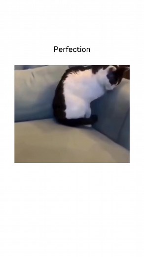 1.2K views | Cat perfection Follow us for more content like this  Join our meme community via the link in bio! #perfection #memes #funnyreels #cat #funny | Memedroid | Facebook