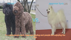 Barbet vs. Japanese Spitz: A Comparison of Two Charming Dog Breeds