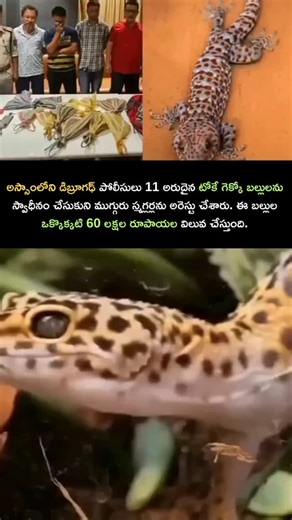 Unknown Truths In Telugu on Instagram: "Tokay Gecko Smuggling Busted in Assam! The Dibrugarh Police have seized 11 rare Tokay gecko lizards—each worth ₹60 lakh on the black market! Three smugglers were arrested during the operation, which exposed a massive illegal wildlife trafficking ring. These lizards are in high demand for superst"