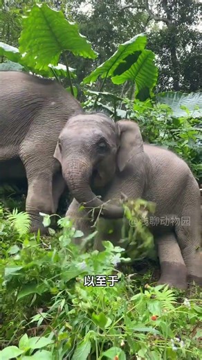 What's the secret behind the elephant's soft stick? Unveiling the mystery