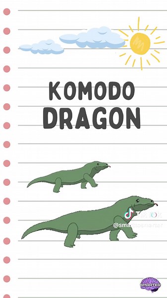 Animals Starting with Letter K | Koala, Komodo Dragon, Kangaroo, and More