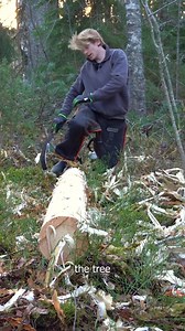 I’m back at the Island! 🏝️ It is finally time to start working on our log sauna cabin! This trip I harvested the first logs for the cabin 🪵 Felling the tree went pretty well, other th #LogCabinLife #CabinBuild #DIYCabin #RusticLiving #WoodworkingJourney #OffGridCabi | Off Grid Island