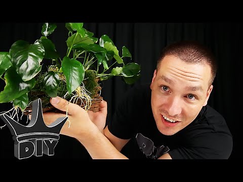 HOW TO: All natural DIY aquarium decorations