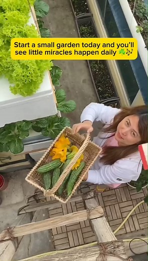 ✅ Rooftop Garden Ideas 🪴Gulayserye 💕 VGM Gardening Series #fbreels #food #health #wealth #highlights #fypage #rooftop #garden #saluyot | Vegetable Gardening and More