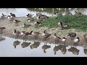 Honks, Clucks and Hisses: The Vocal World of Canada Geese