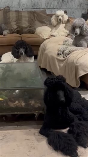 Rafa Roger & Andy on Instagram: "Dog behavioural issues - stay tuned heres our update -the key learning -is our boys want us to step up and be better leaders and manage any potential conflict - the boys are good at learning so hopefully we can also teach them some desired behaviours . I really urge anyone with dog issues to seek advice and try to find a solution and program that works with your individual dogs your lifestyle and has realistic goals that meet your expectations . One solution may 