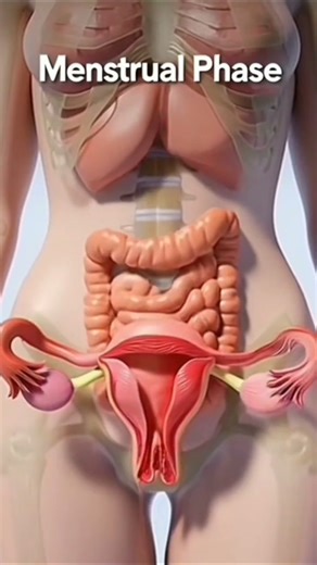 Menstrual Cycle Explained Step by Step | Female Reproductive System 3D Animation (Educational)