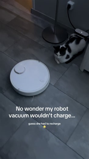 Funny Cat Interrupts Robot Vacuum Charging