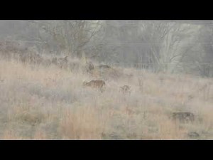 9pt from 260 yards with the Arrowhead Smokeless Muzzleloader!