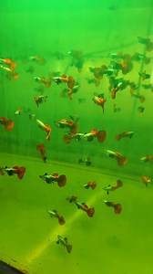106K views · 2.6K reactions | 1,600 High end guppies and over 10,000 assorted guppies are ready to fly. | Punya Guppy Farm | Facebook