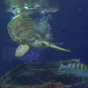 Scientists have created what is believed to be the world's first 3-D printed brace for a sea turtle's shell. A rescued loggerhead sea turtle was fitted with the device. | HLN