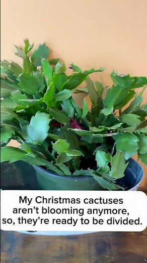 Christmas cactus division time! #houseplantlove #plantcare