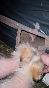 Uneori cuvintele sunt de prisos! In asemenea situații nu stii ce sa mai zici! Te duci sa ii iei din pustietate si frig, ii duci acasă si te intrebi ce suflet poate să aibă cel care i-a lasat in câmp?😡 3 mogâldete in varsta de 6-7 săptămâni si 1.3 kg fiecare...ce sanse de supraviețuire ar fi avut? | Fundatia Noroc - Help for Dogs and Cats from Constanta