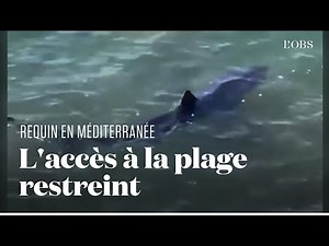 Un requin longe depuis 48 heures les plages de la ville d'Hyères, dans le Var