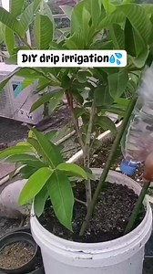 DIY DRIP IRRIGATION SYSTEM #fypシ #fblifestyle #fypシ゚viralシ #viralvideoシ #gardeningtips #gardening #SustainableLiving #virals #trendingnow #fblifestyle #plantbased #cleaning #diy #foryouシ #highlightsシ゚ | Canaan All in One Fertilizer Original Direct Supplier