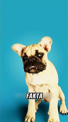 Fakta Kelam di Balik Lucunya Bulldog — Nafas Sulit, Lahir Harus Operasi!