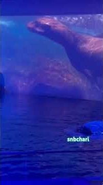 Don't miss it || Watch to ending || #fishing #seafood #fishvideo