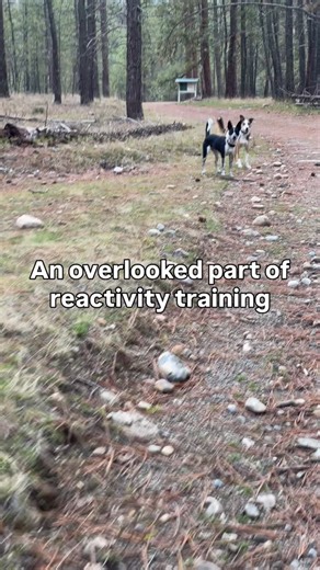 14 reactions | Meeting new dogs is an important part of the process. These are all videos of dog-reactive dogs, whose owners were afraid to let them meet dogs, off leash and happy around new dogs. Working at a distance and staying under threshold forever doesn’t lead to this. | Good Dog Training | Facebook