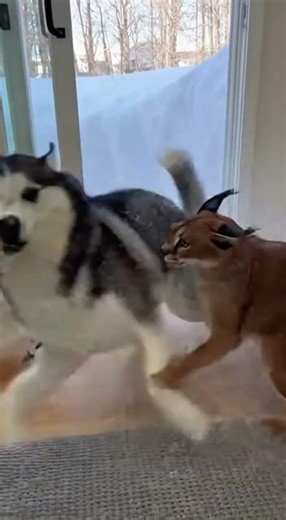 Snow Explosion Ends in Cat Attack 💥❄️