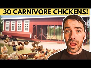Our INSANE Chicken Coop Upgrade (Biggest Ever?)