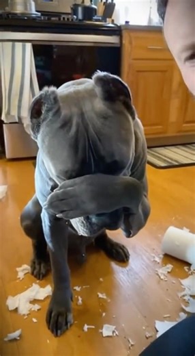 guilty dog tries to play innocent #hilarious #dogs
