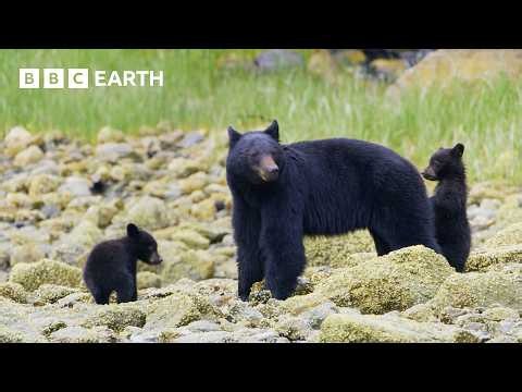 Travel to the Seven Continents of Our Incredible World | 4K UHD | BBC Earth