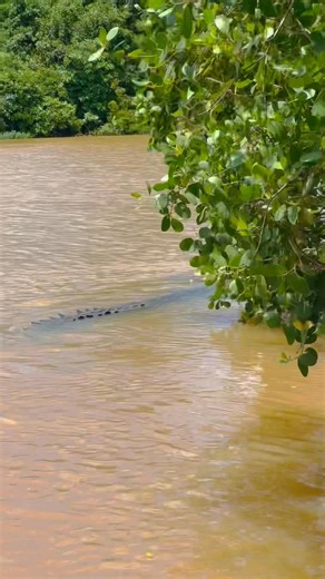 3.2M views · 49K reactions |  Raw Nature in Motion – Nilwala River ...